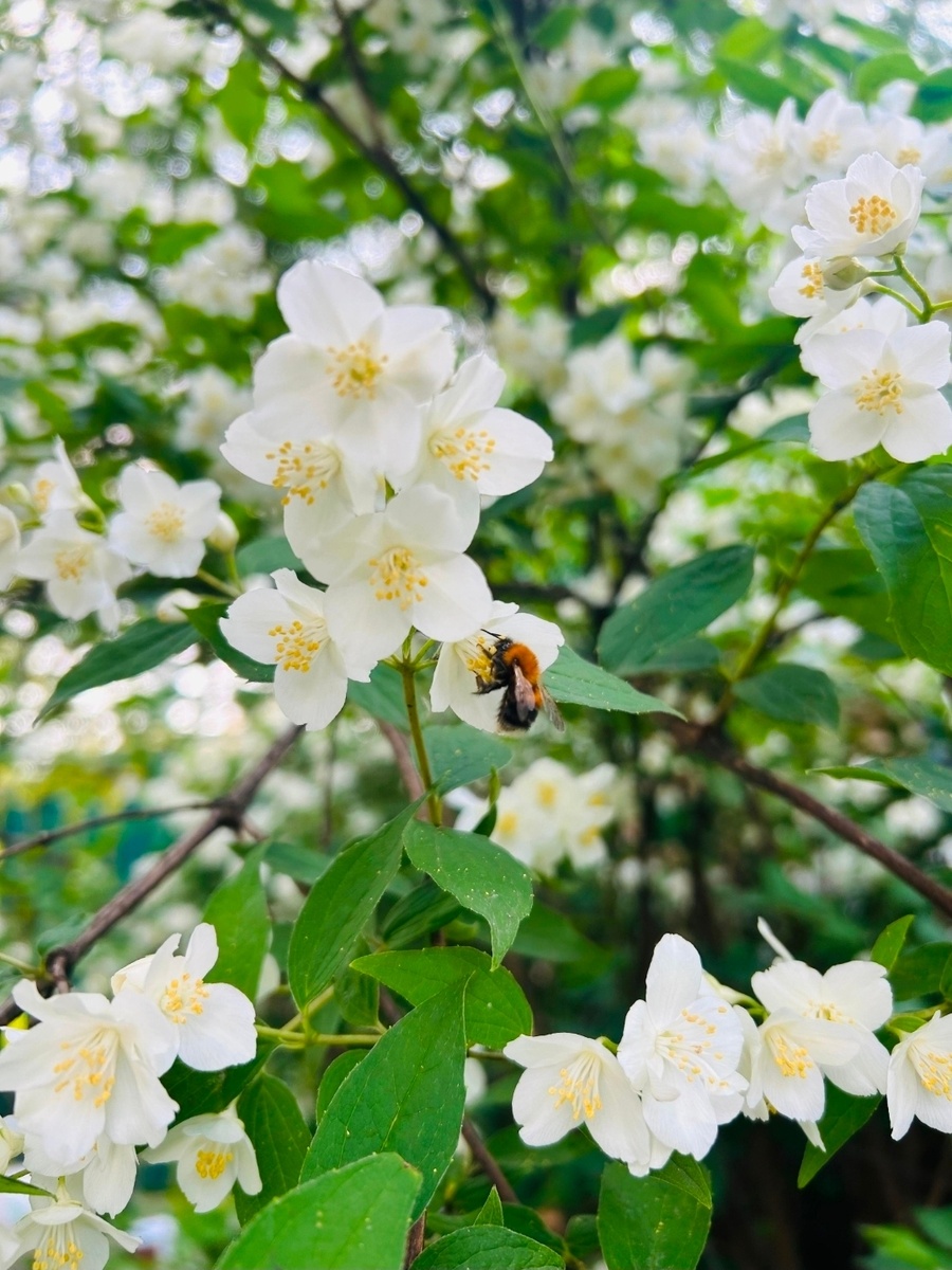     Май байрамдарында йәйге эҫе көтөлә