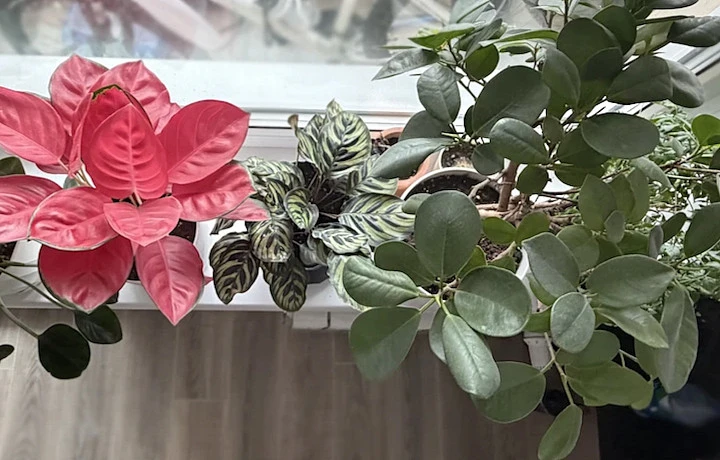 Все фото предоставлены Вероникой Лежниной