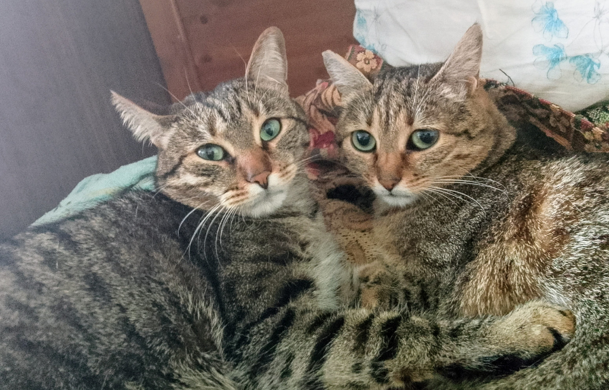 Флинт и Елка