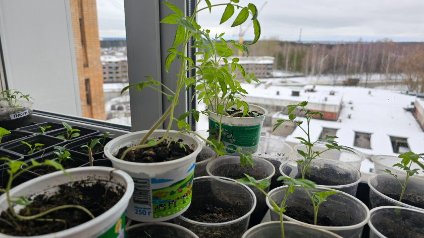    Фото progorod43.ru