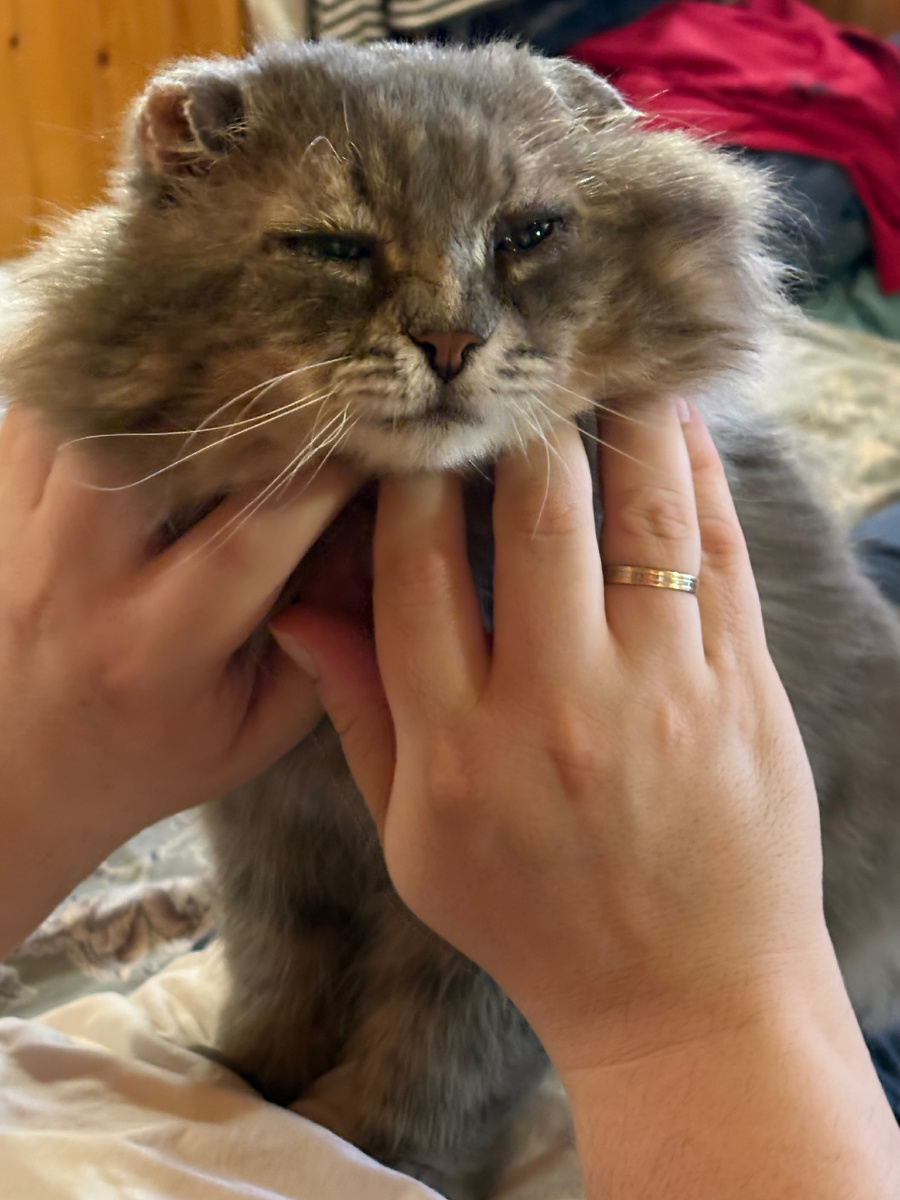 Как хорошо сидеть на хозяине, а тебя еще и чешут!