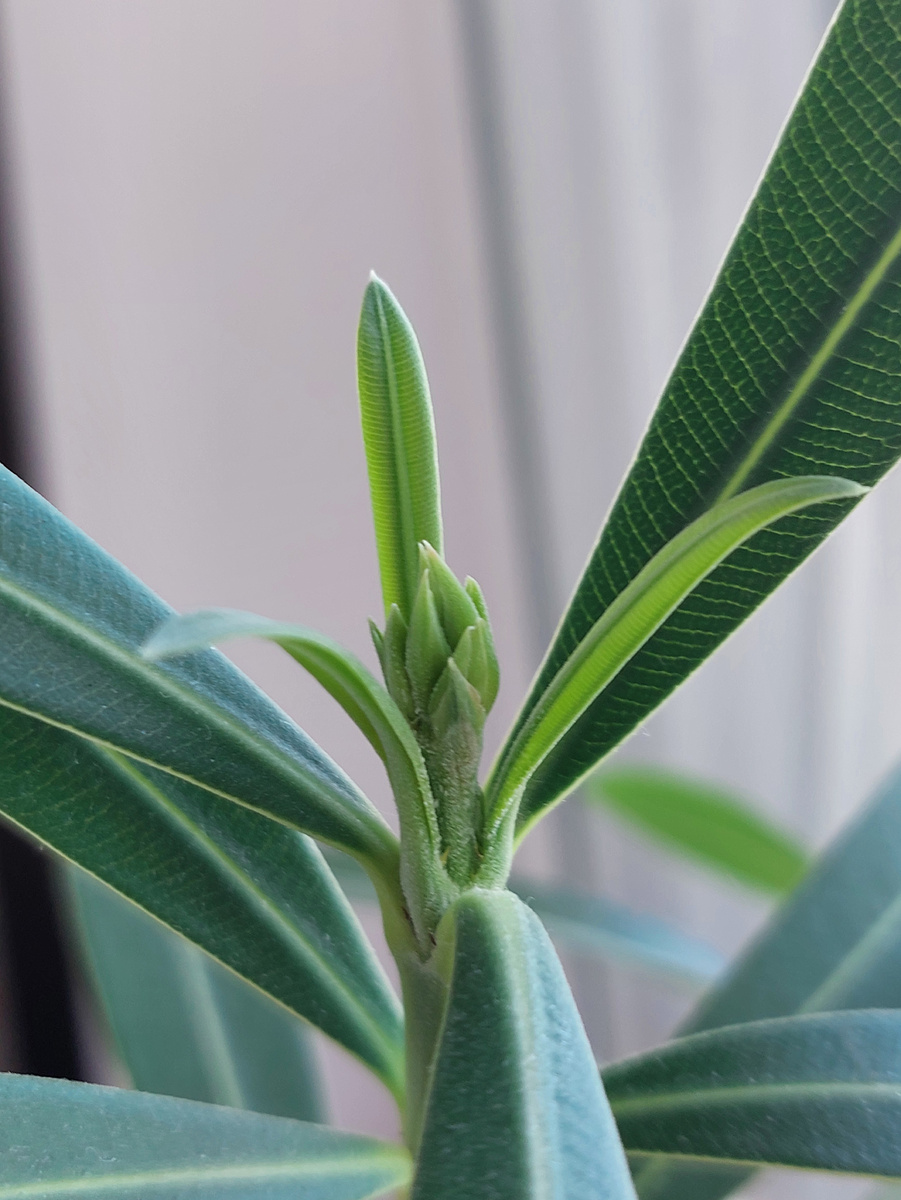 Кажется, зацветает олеандр!