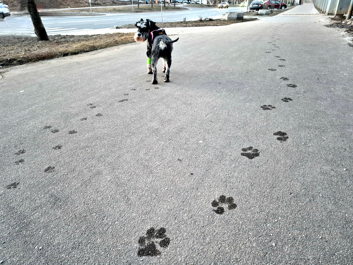 Фото с обратной дороги: забавные собачьи следы. Справа - чьи-то большие лапы, слева маленькие Джеськины