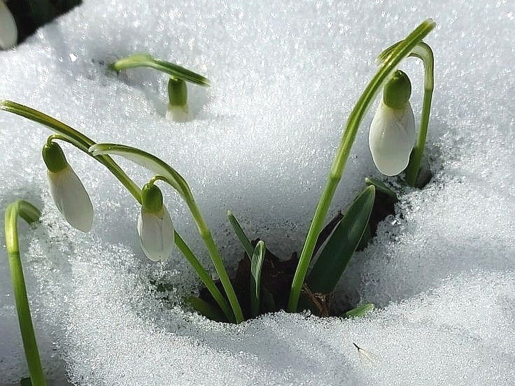 Подснежники