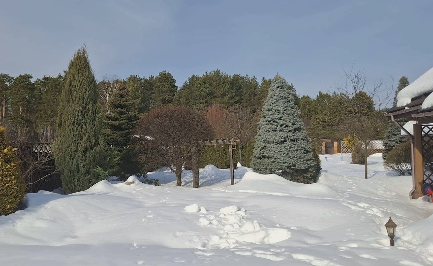 Садовый дневник: Русская зима vs "еврозима", начало весны, первый цветок