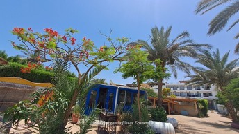 МТС запустила переводы в Египет с выдачей наличных: как работает сервис