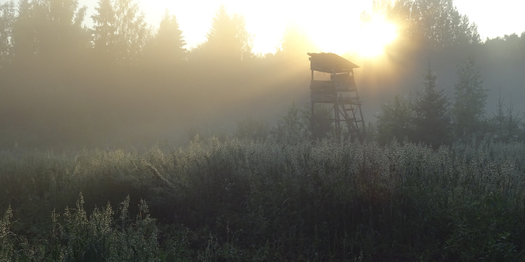 Так для чего и как считают медведей?