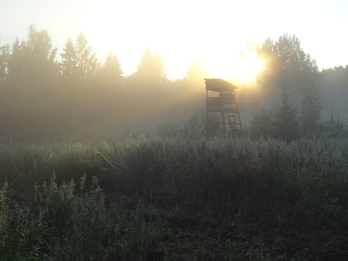 Небольшое кормовое поле. Фото автора.