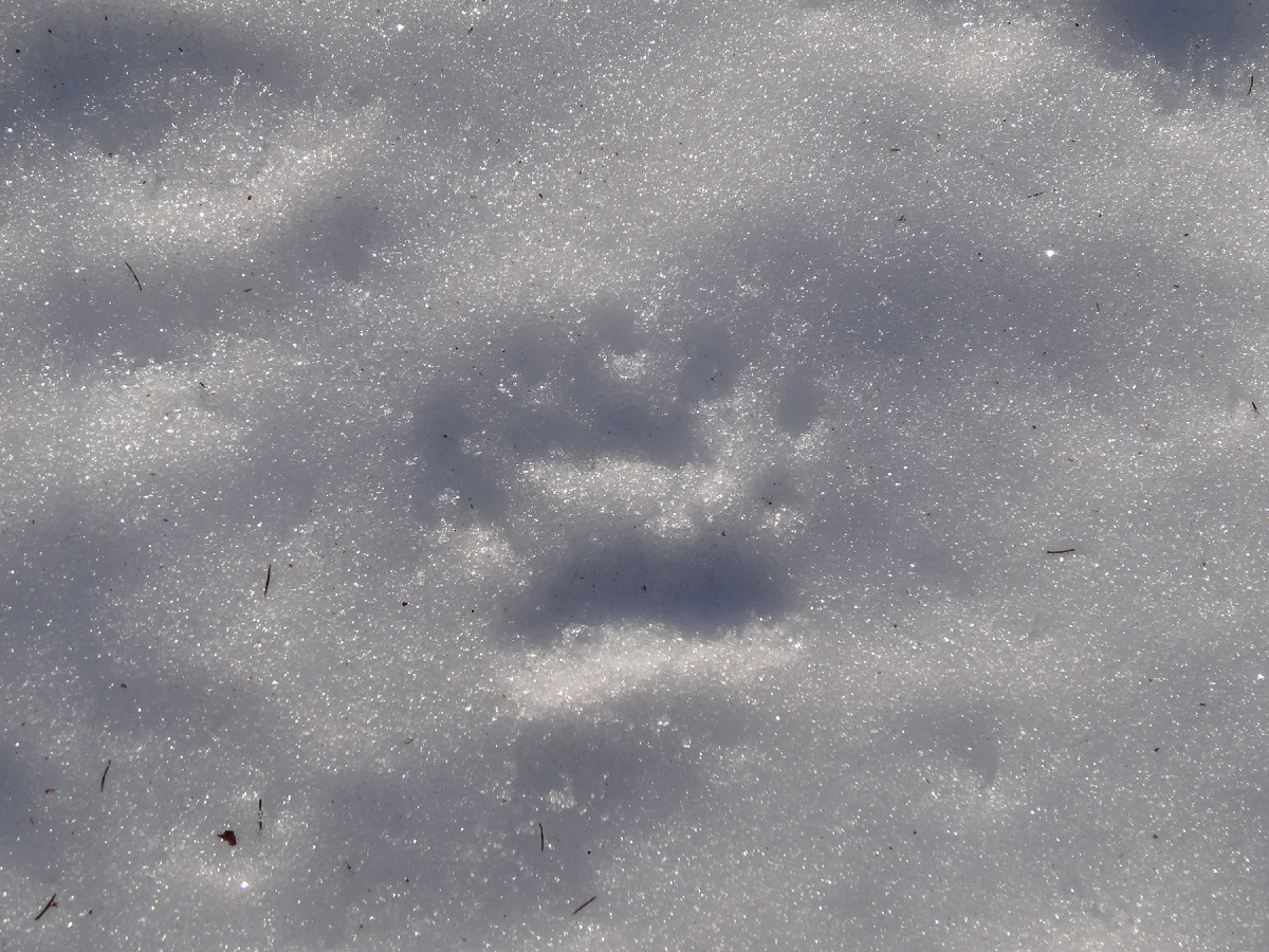 Отпечаток лапы медведя по весеннему насту. На твердой поверхности след остается меньше, чем есть на самом деле. Фото автора.