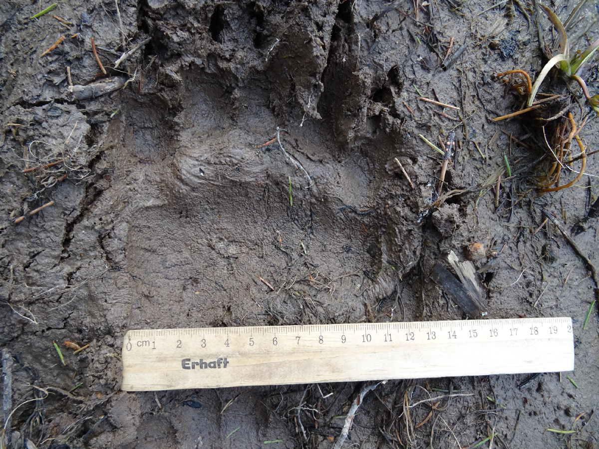 Отпечаток лапы медведя "нормального качества" на лесной дороге. Фото автора.