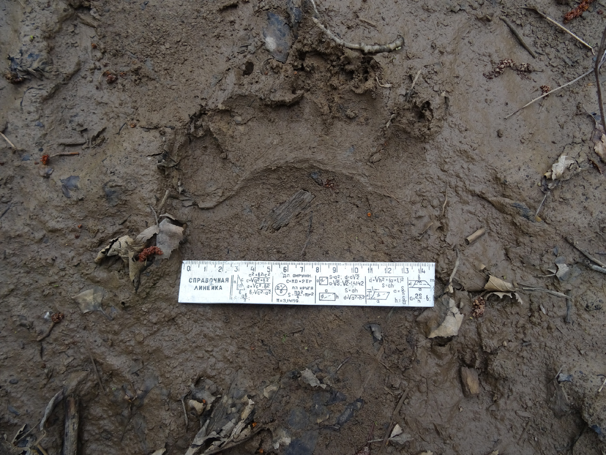 Размытый отпечаток задней лапы медведя после дождя. Мишка скользил, размер следа больше, чем на самом деле. Фото автора.