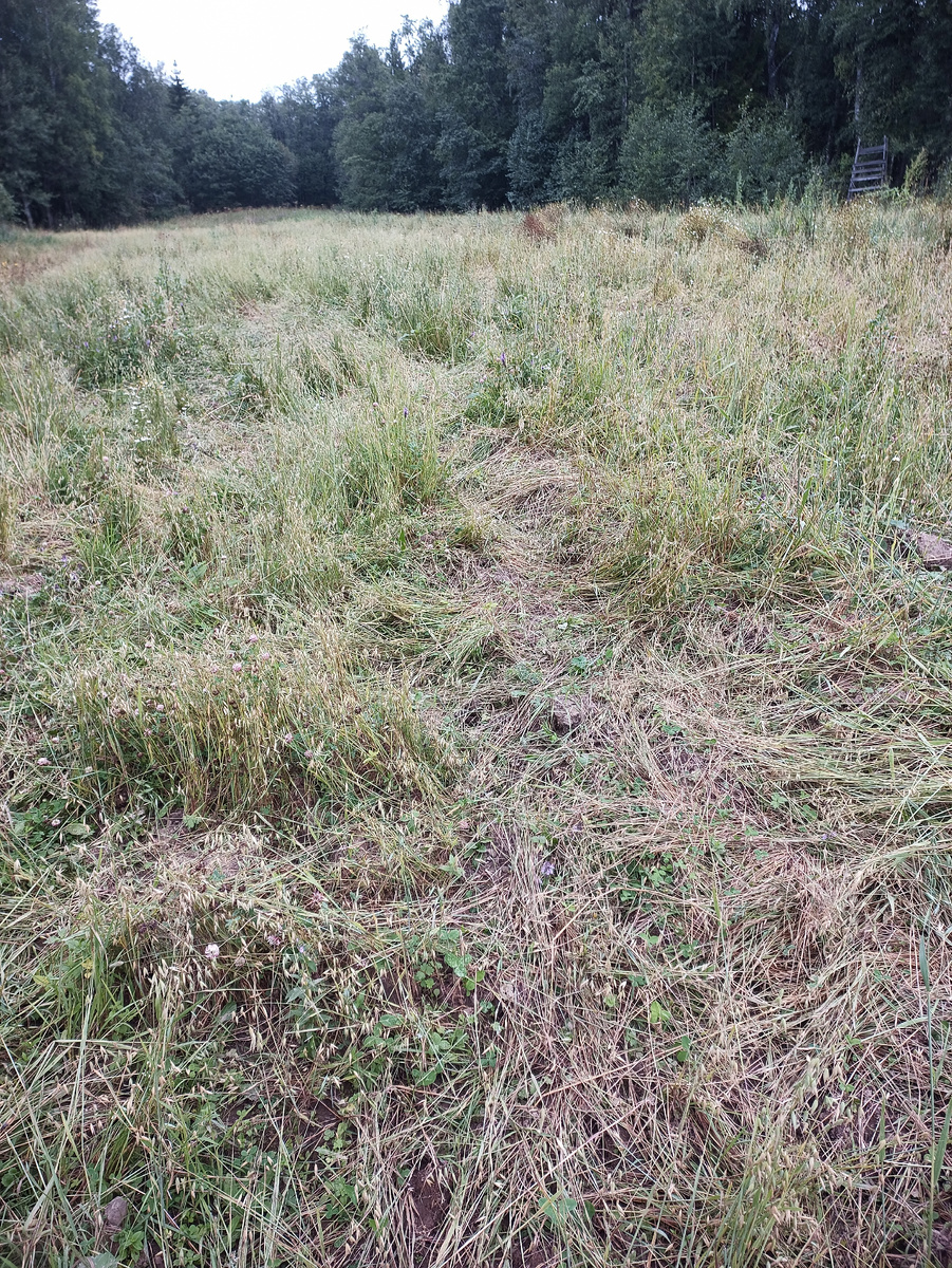 В первой половине августа полоса "овса" уже сильно помята зверями. Фото автора.