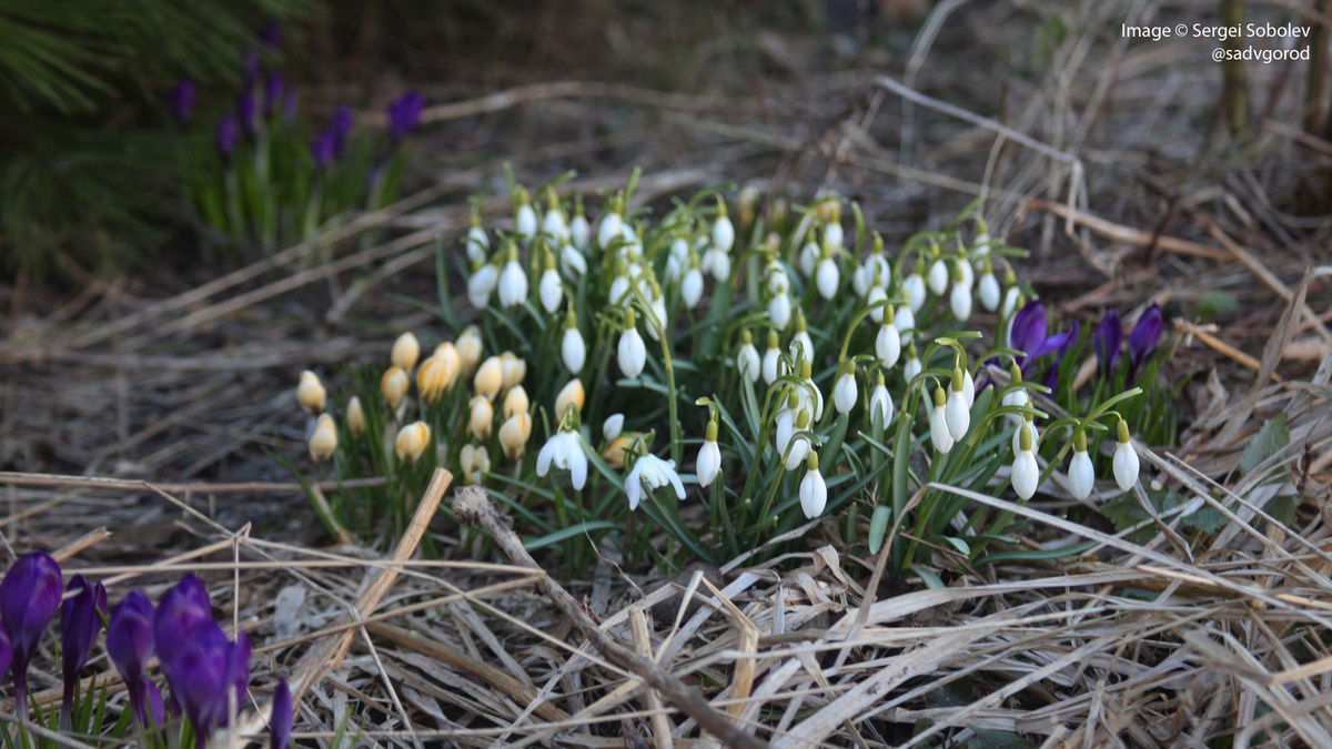 Здесь видны одновременно Подснежники снежный (G. nivalis) и Элвеса (G. elwesii) 'Plena'. 2 фото.