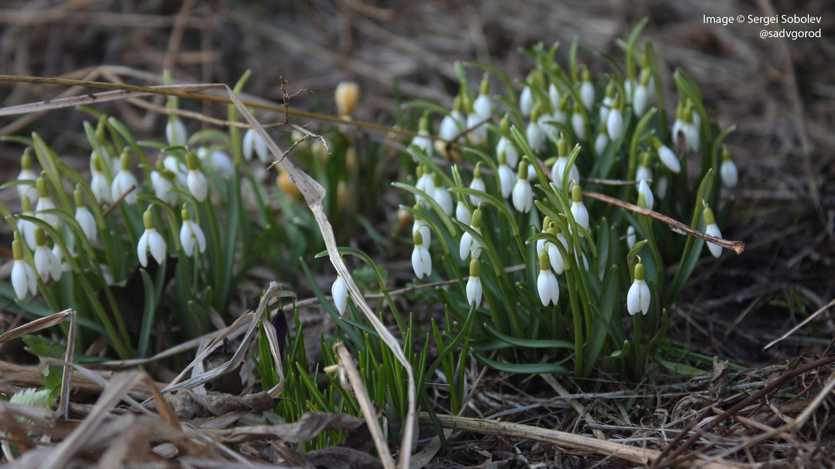 Подснежник снежный (Galanthus nivalis).