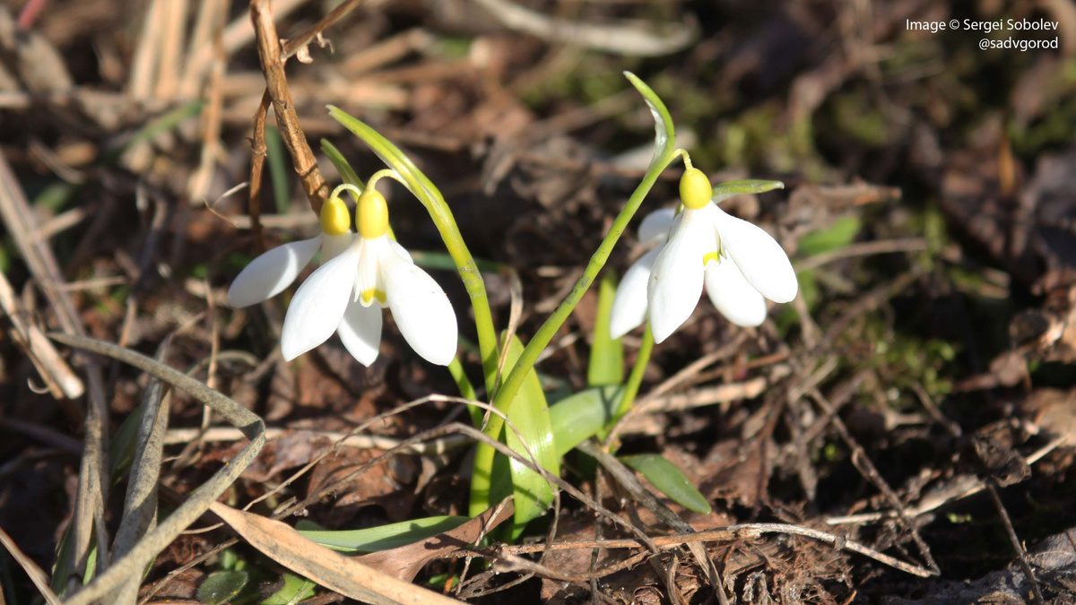 Подснежник снежный (?).
