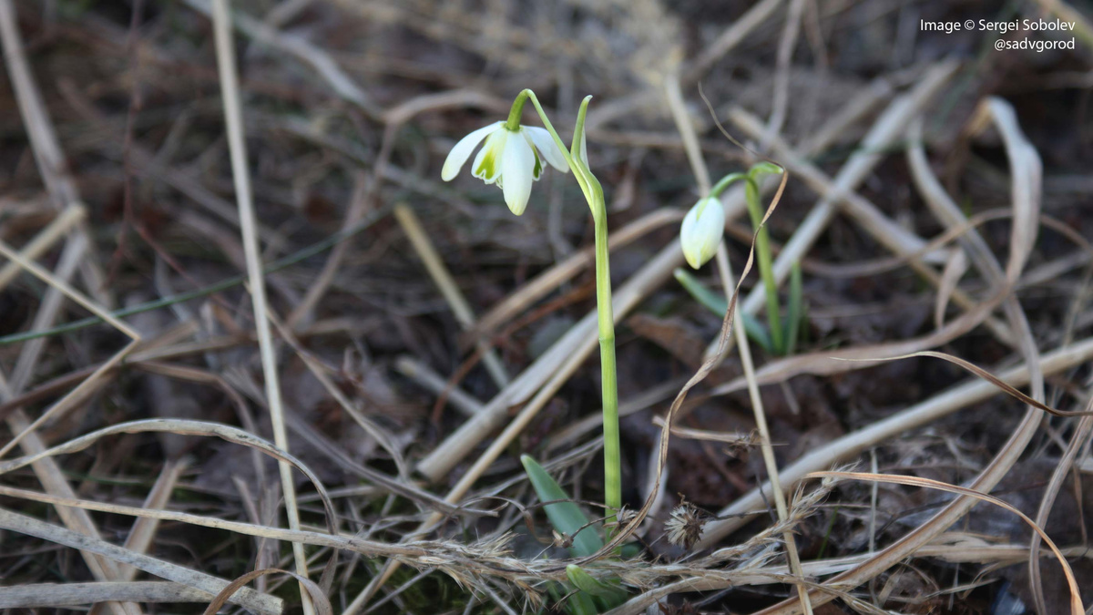 Подснежник Элвеса (G. elwesii) 'Plena'.