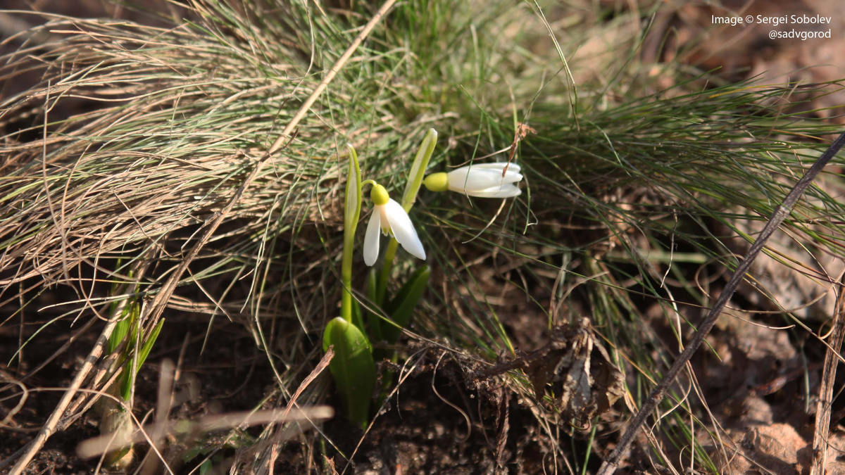 Подснежник Воронова (Galanthus woronowii). 4 фото.