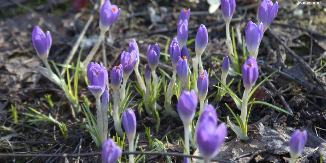 Садовый дневник - 22.03.2026