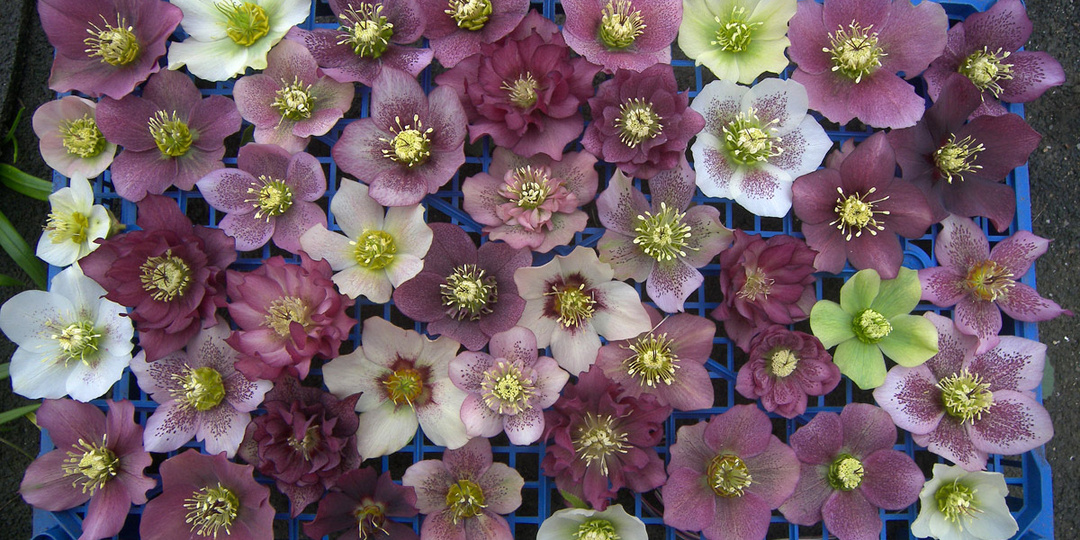 Морозники «Ячейкового сада». Часть I.