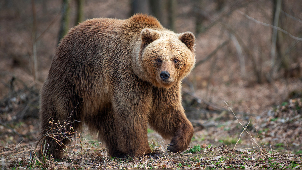 Яндекс Картинки