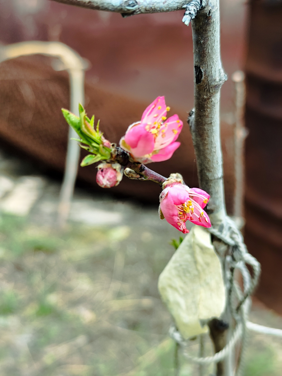 Персик сорта Мирянин цветет 