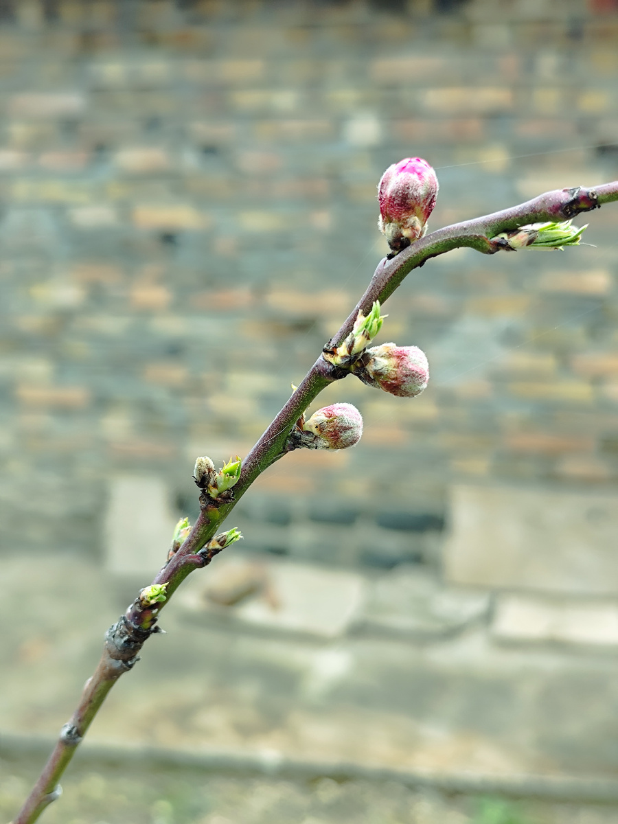 Весна идёт, весне дорогу!