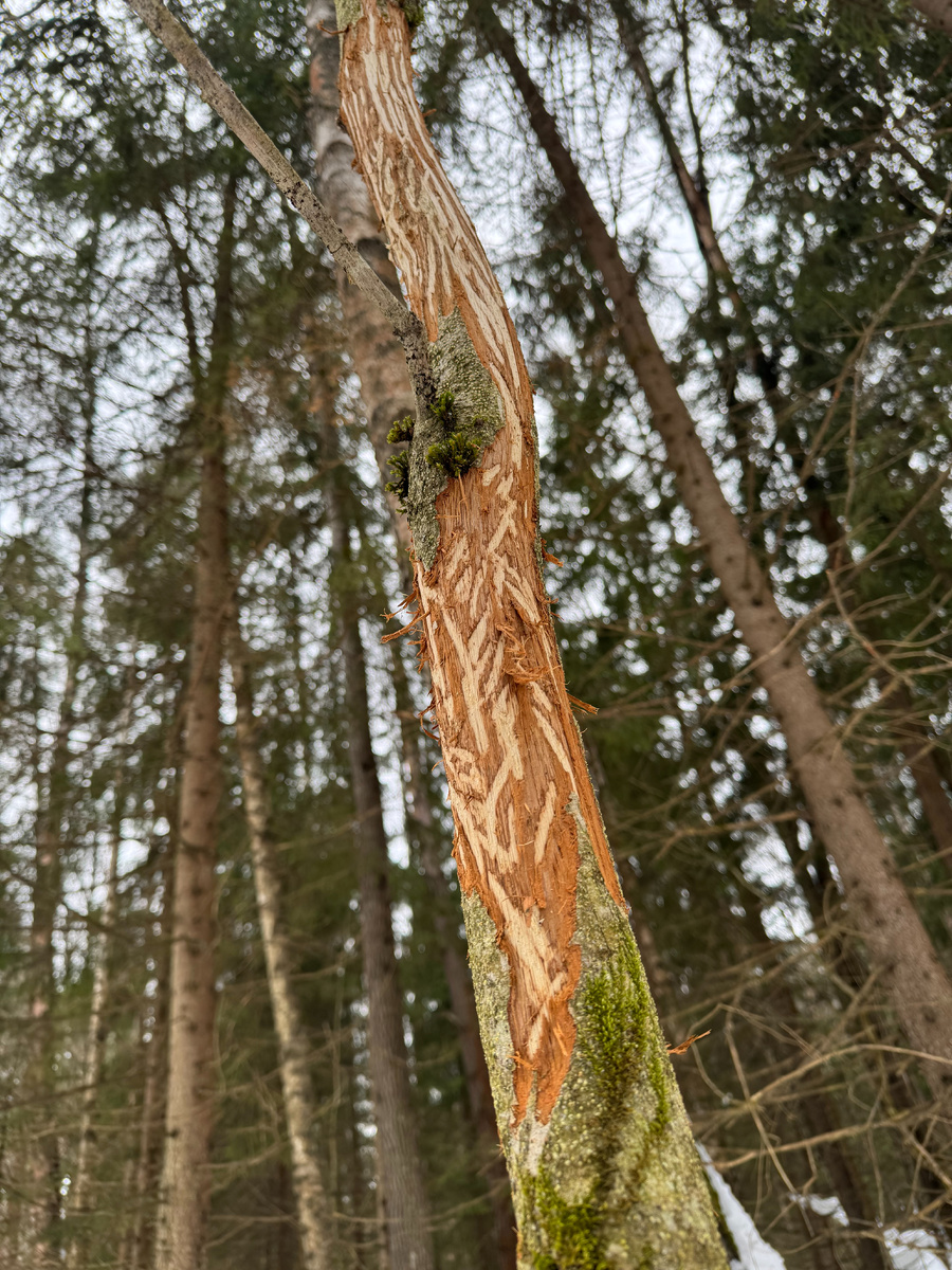 Картина "Лесная Мудрость"