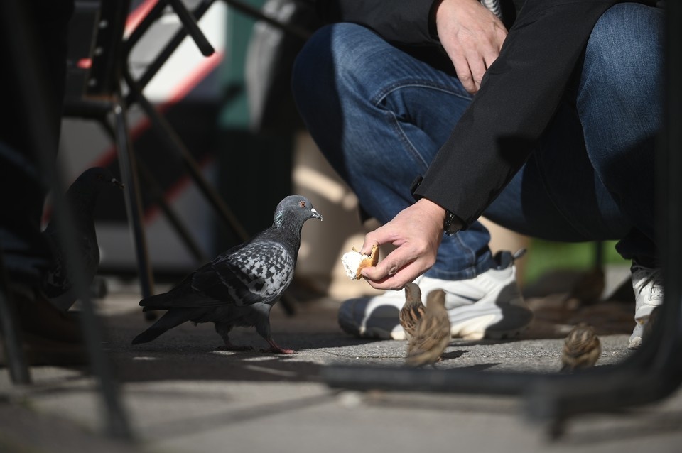    Голуби являются переносчиками многих инфекций, опасных для человека. Алексей БУЛАТОВ