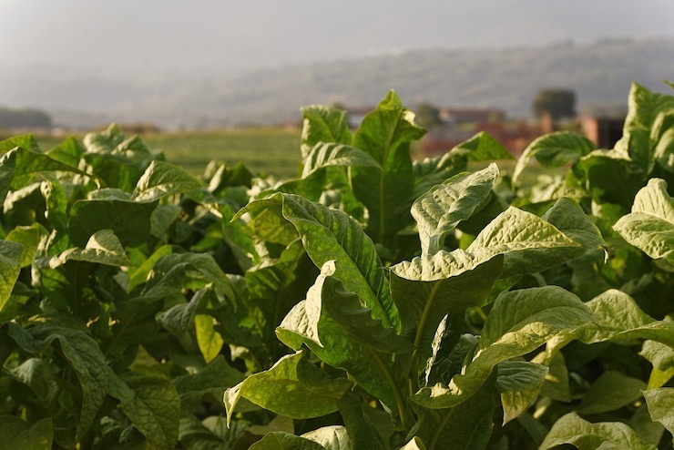 Исследование сфер применения табака