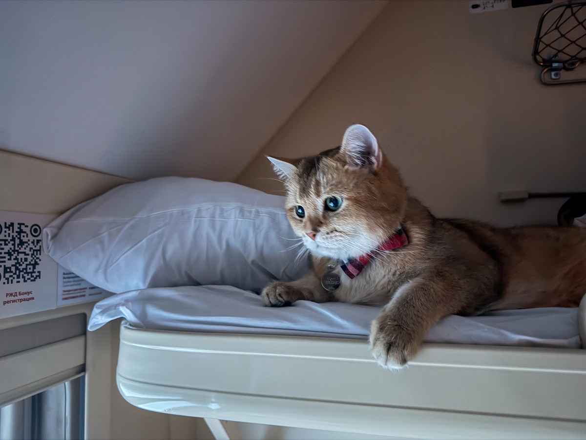 Любимая койка Локи