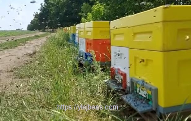 Работа на ранних медосборах