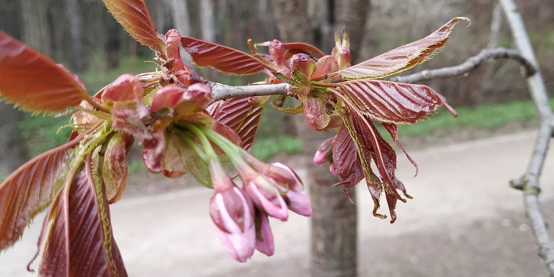 Когда зацветет сакура в Москве, где её можно увидеть в 2026 году