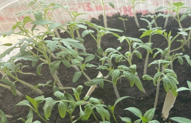 Посеешь рано - погибнет, посеешь поздно - не выживет: названа дата, когда надо сажать помидоры