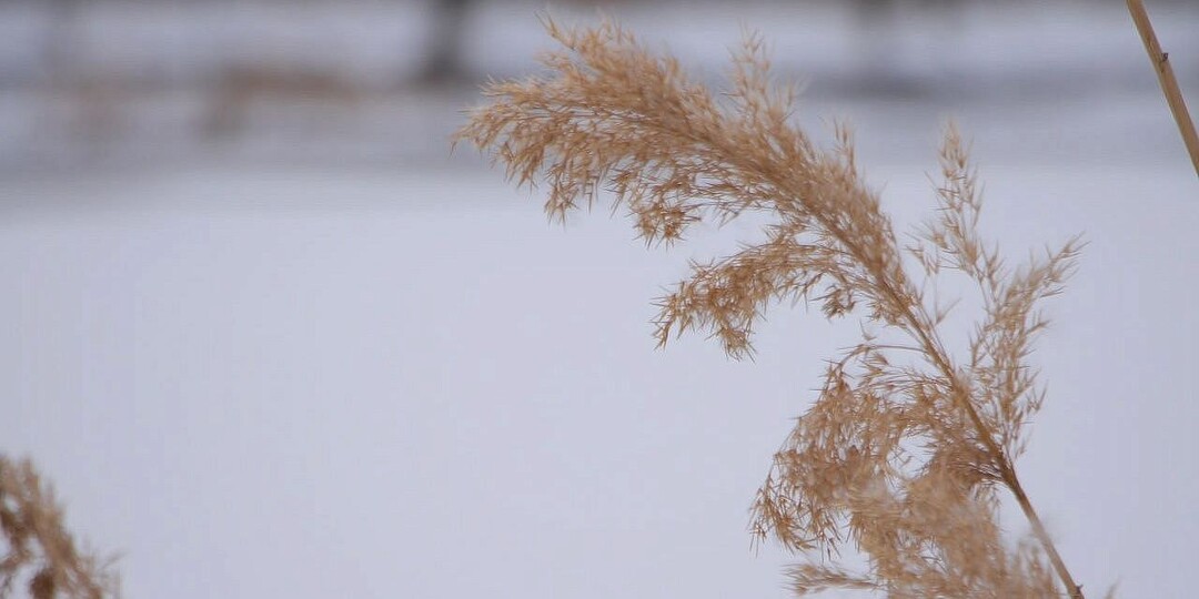Небольшой дождь и до +15 градусов тепла ожидаются 24 марта в Краснодаре