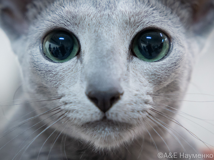 Глаза русской голубой кошки лучше всего передают состояние автора статьи, не успевшего сдать отчёт о выставке до своего отпуска