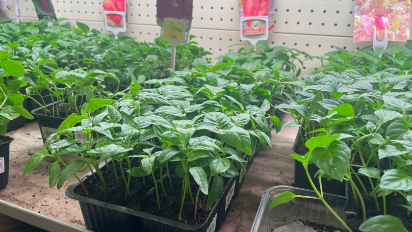    Фото: progorod43.ru