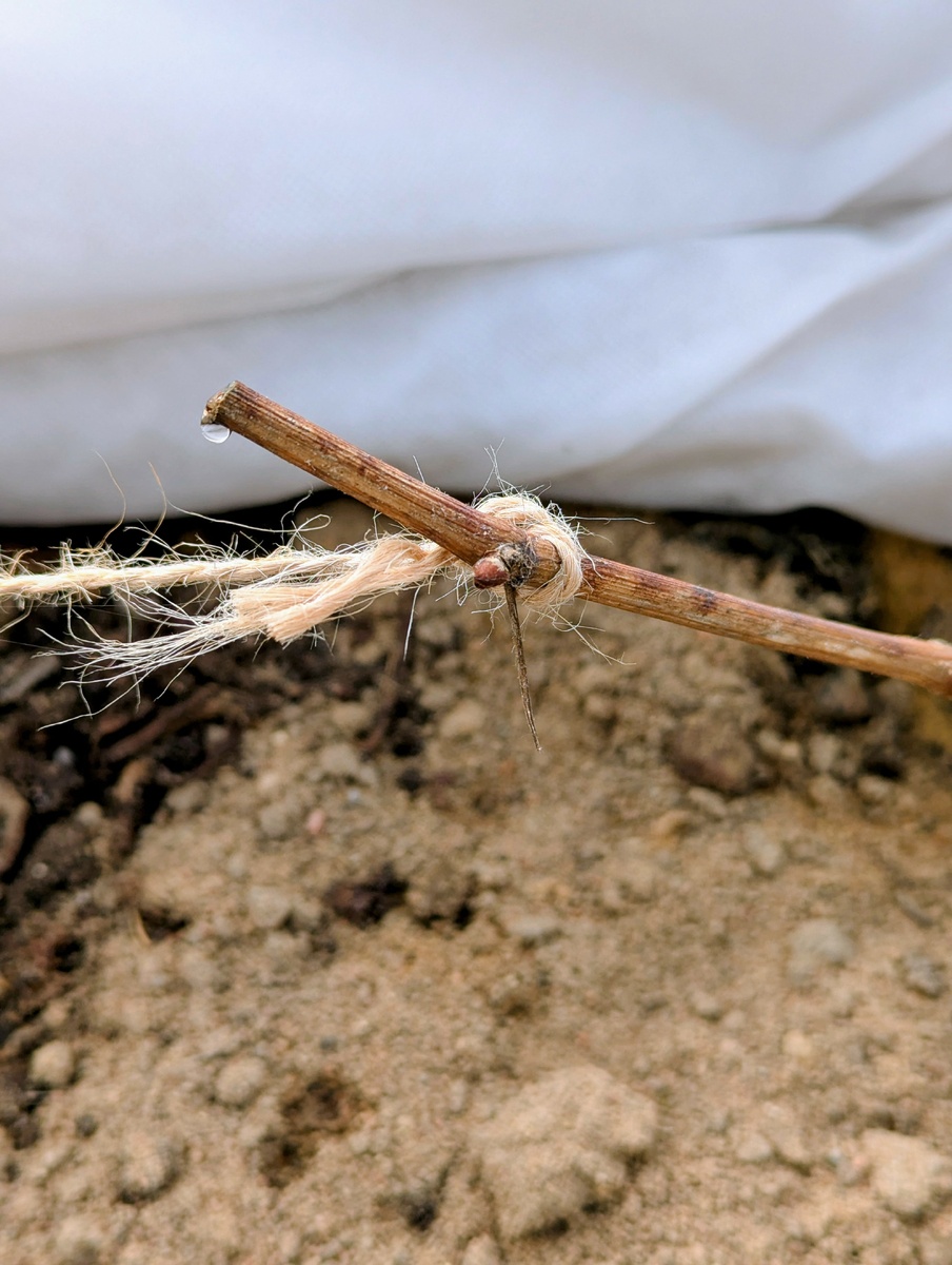 "Плач"винограда