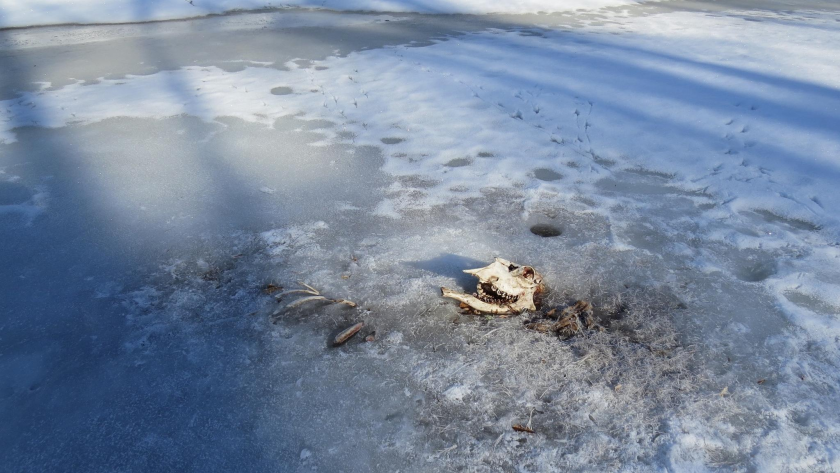    Фото: Геннадий Богданов с сайта www.marimedia.ru