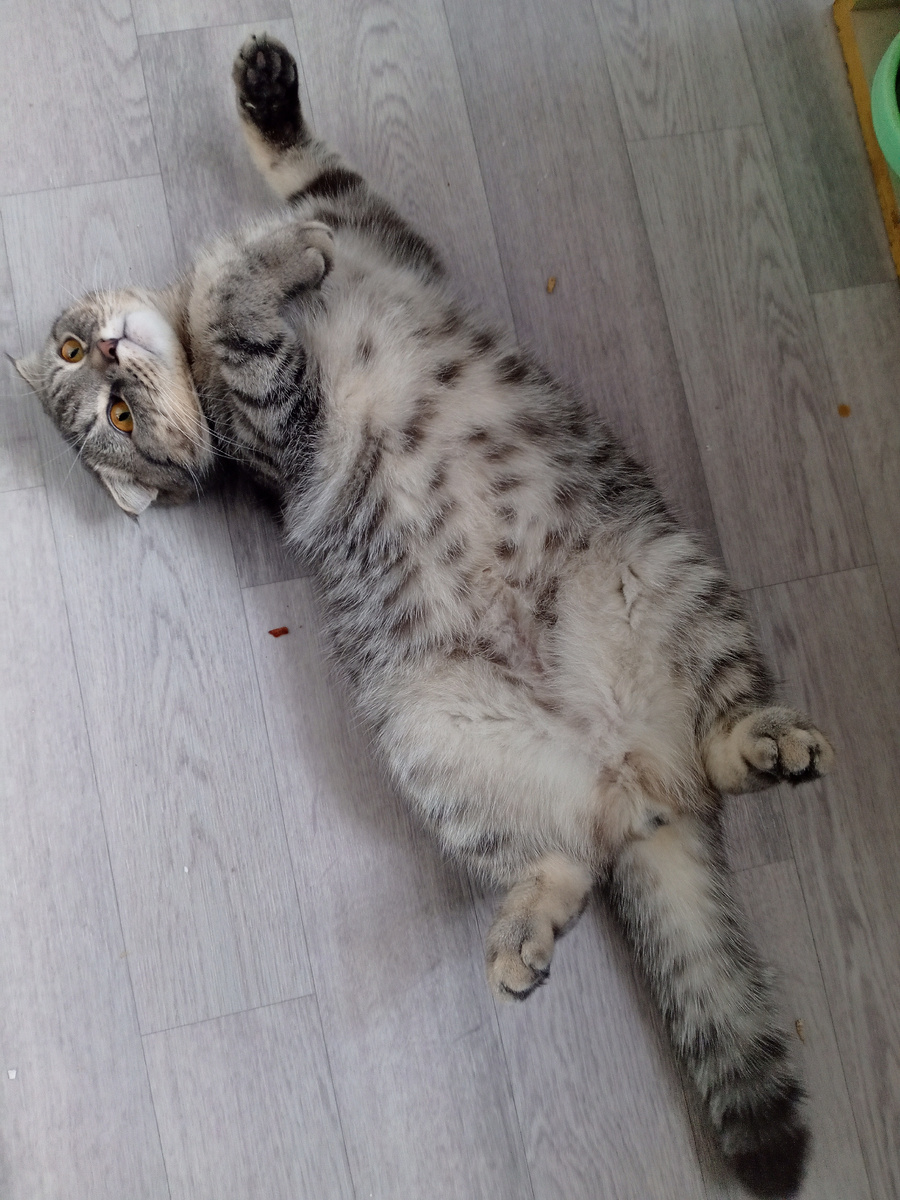 Любимая поза Серого