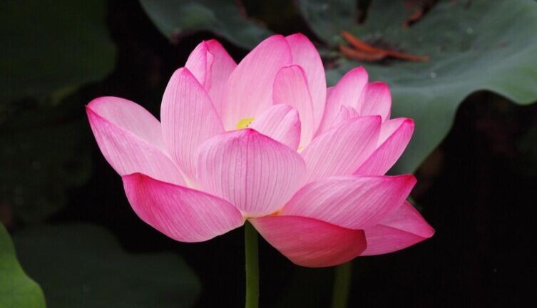    Названия цветов. Чем интересны легенды об их происхождении? Лотос. Фото: по лицензии CC0 Pxhere.com