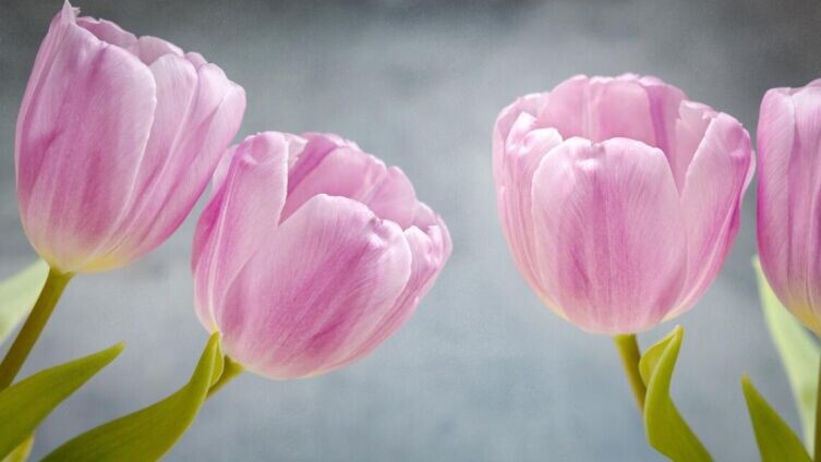    Названия цветов. Чем интересны легенды об их происхождении? Тюльпаны. Фото: по лицензии CC0 Pxhere.com