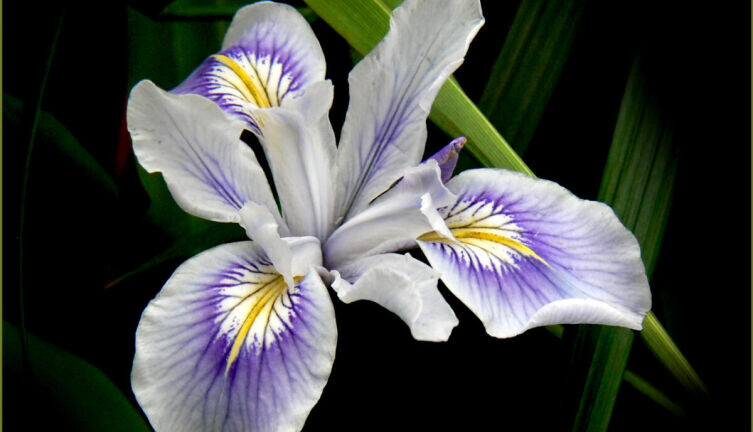    Названия цветов. Чем интересны легенды об их происхождении? Ирис. Фото: по лицензии CC0 Pxhere.com
