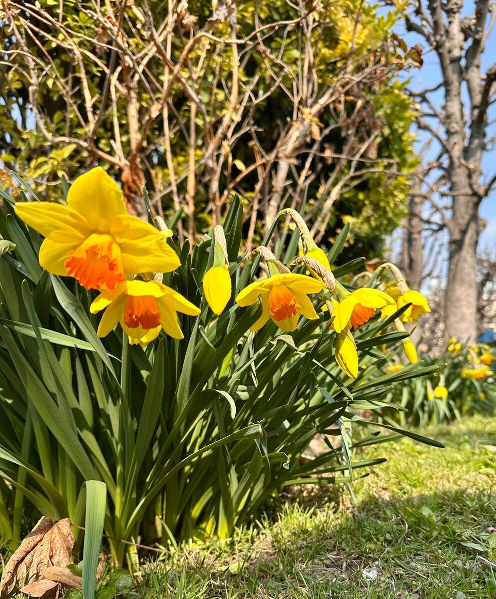 Нарциссы в Вене