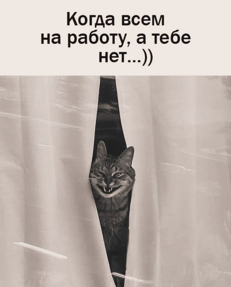 Яндекс картинки 