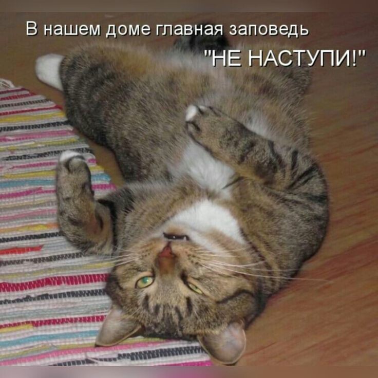 Яндекс картинки 