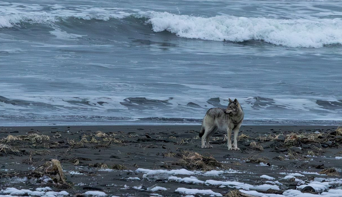 Фото: Дмитрий Балакирев / Кроноцкий заповедник