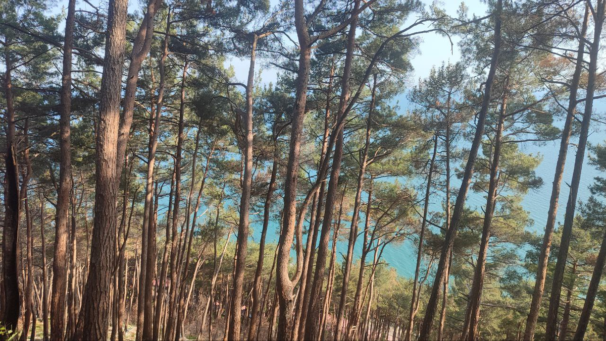 Вид на море с дачи Сталина на Холодной Речке