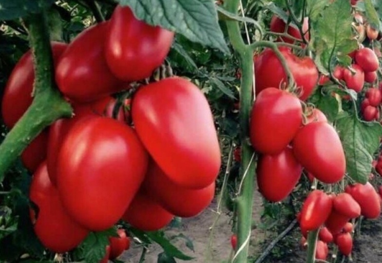 Честно и правдиво об 25 самых урожайных и неприхотливых сортах компактных томатов, совсем не болеющих фитофторой