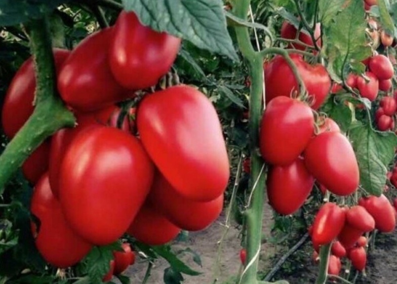 Помидоры на кустах