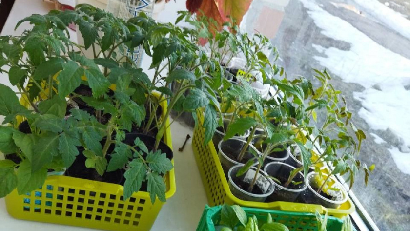    Автор фото - Анна Ефимова